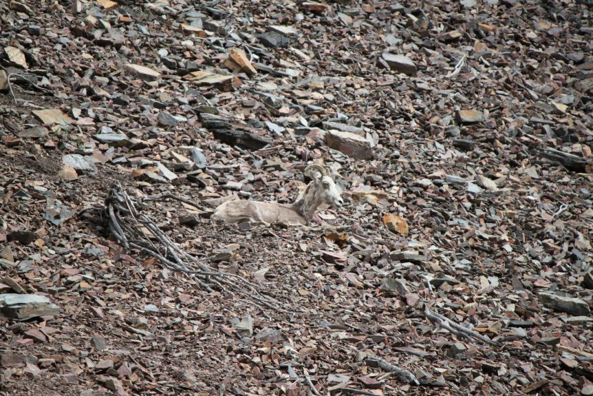 Can you see the big horn sheep?