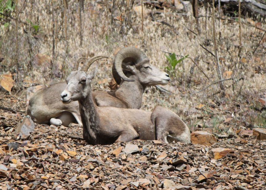 Close up of the Big Horn Sheep