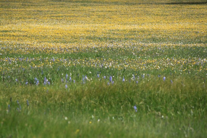 Field of flowers - Georgetown Lake