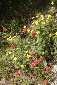 Beauty along the trek to make you forget about the miles you are walking