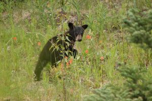 Cute but Mom is very close and a bit larger!