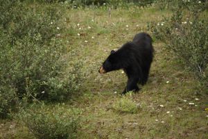 Driving the Bow Valley parkway