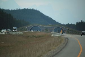 This is how the animals cross the highway - pretty fancy!