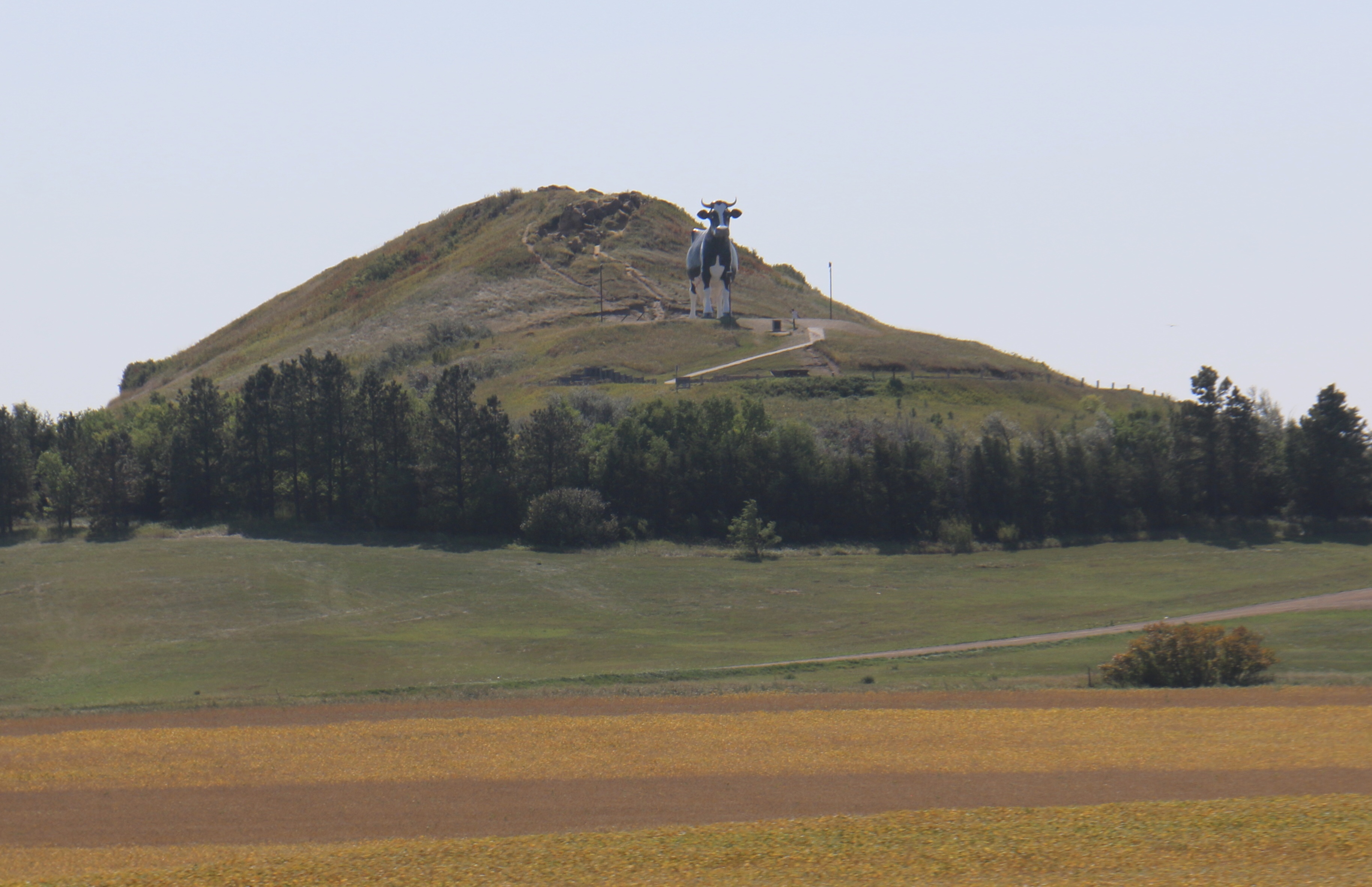 Sue, the concrete cow, overlooking amber fields of grain